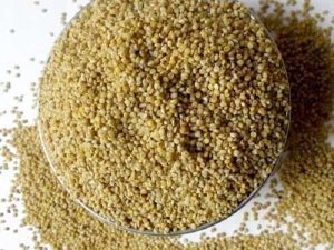 Browntop Millet