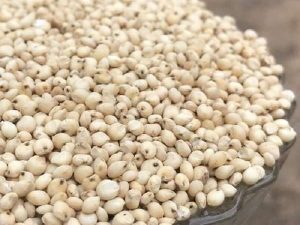 Sorghum Millet